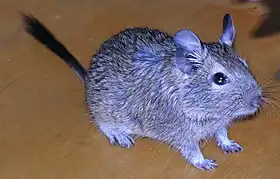 Octodon degus