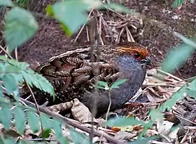 Odontophorus capueira, espécie próxima ao Odontophorus capueira plumbeicollis