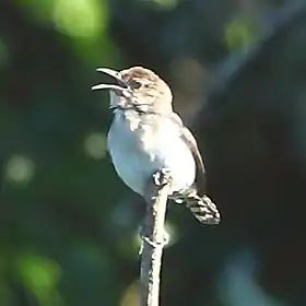 Cambaxirra-cinzenta em Alta Floresta, Estado de Mato Grosso, Brasil