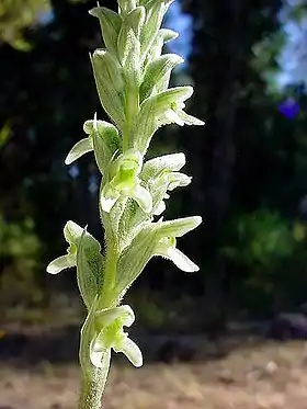 Odontorrhynchus domeykoanus