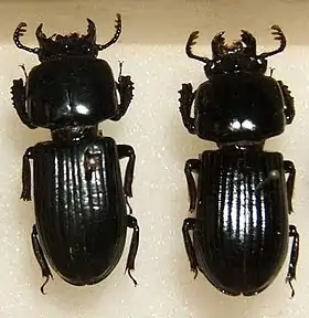 Fotografia de espécimes de O. floridanus; besouro Passalidae da região sudeste dos Estados Unidos.