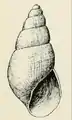 Desenho de Odostomia tenuisculpta Carpenter, 1864, um ectoparasita de H. rufescens.