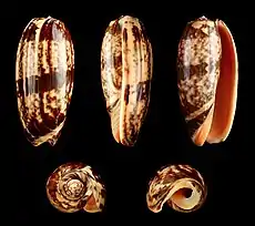 Cinco vistas da concha de Miniaceoliva miniacea (Röding, 1798), do Indo-Pacífico; uma espécie que fez parte do gênero Oliva, no passado.