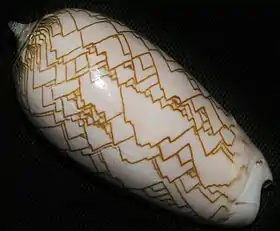 Concha de O. porphyria, coletada na costa Pacífica do Panamá, ilhas Pérola.