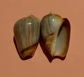 Vista superior (esquerda) e inferior (direita) de Olivancillaria urceus (Röding, 1798), coletadas no Guarujá, região sudeste do Brasil, e pertencentes à subfamília Olivancillariinae.