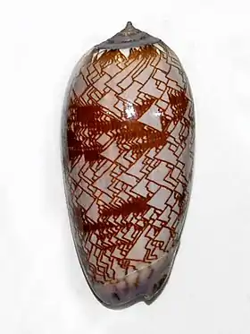 Concha de Oliva porphyria (Linnaeus, 1758), da costa do Pacífico nas Américas, a maior espécie do gênero Oliva e maior espécie da família, chegando aos 10 centímetros e pertencendo à subfamília Olivinae.