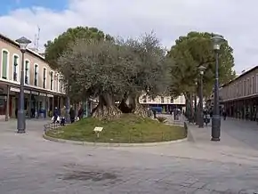 Oliveira milenar na Praça de Espanha de Daimiel
