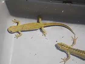 Ommatotriton vittatus