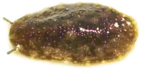 Onchidella nigricans.