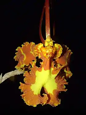 Psychopsis papilio