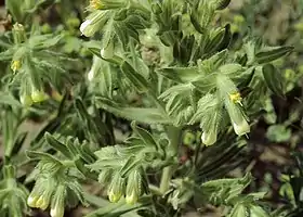Onosma arenaria