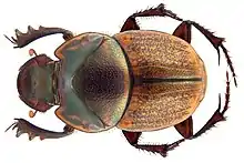 Onthophagus obliquus