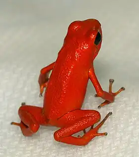 Oophaga pumilio