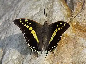 Charaxes solon em repouso, cujo tipo nomenclatural fora coletado no sul da Índia.