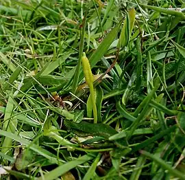 Ophioglossum azoricum num prado costeiro em Dooncarton, Condado de Mayo