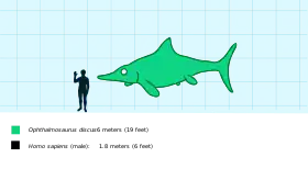Comparação do tamanho de um Ophthalmosaurus com um humano
