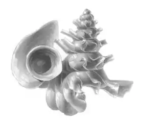 Opisthostoma mirabile