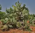 Opuntia ficus-indica
