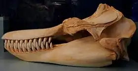 Crânio de uma orca