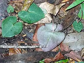 Acianthus fornicatus