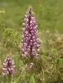 Orchis militaris