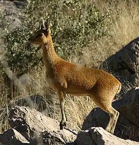 Cabra-das-pedras (Oreotragus oreotragus)