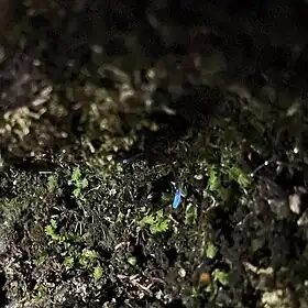 Larva do Diptera Orfelia fultoni brilha no solo musgoso de uma floresta da Geórgia, Estados Unidos. Suas extremidades emitem uma luz azul que é usada para atrair as suas presas.