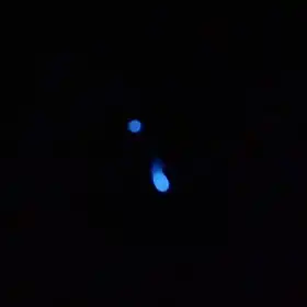 Bioluminescência da larva do Diptera Orfelia fultoni, na ausêcia de luz.