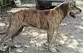 Original Fila Brasileiro macho adulto