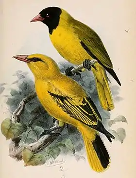 1. Oriolus nigripennis2. Oriolus auratus