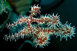 Solenostomus paradoxus