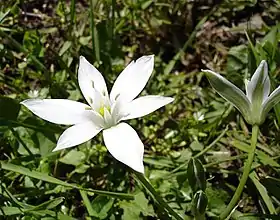 Ornithogalum umbellatum