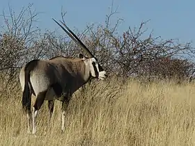 Parque Etosha, Namíbia