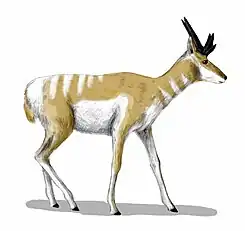 Osbornoceros, um artiodáctilo