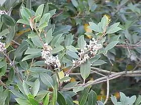 Osmanthus heterophyllus