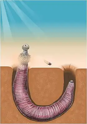 OttoiaUm priapulídeoComprimento: 8 cm