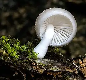 Um cogumelo em Grassy Head, em Nova Gales do Sul, na Austrália.