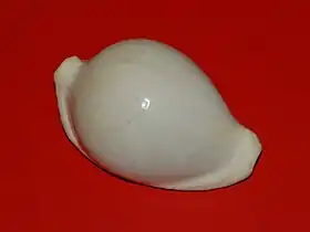 A Concha de Ovula ovum (Linnaeus, 1758), um grande Ovulidae das costas do Indo-Pacífico, chegando aos 12 centímetros e pertencendo à subfamília Ovulinae.