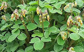 Oxalis tuberosa em flor.