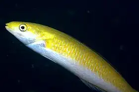 Oxyjulis californica