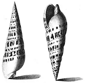 Ilustração de O. maculata, proveniente da obra de Niccolò Gualtieri e datada do ano de 1742.