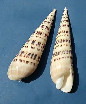 Duas vistas de conchas da espécie O. maculata.