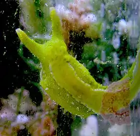 Oxynoe olivacea, um sacoglossa na família Oxynoidae