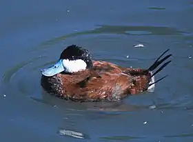 Pato-de-rabo-alçado-americano(Oxyura jamaicensis)
