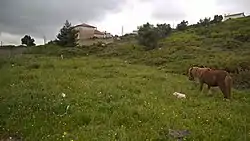 Paisagem em Cabra Figa.