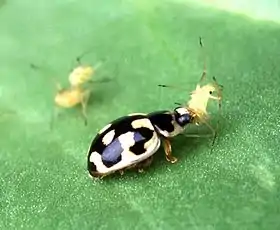 Coccinellidae a alimentar-se de um afídio