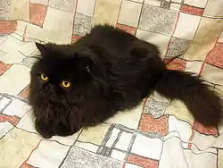 Gato Persa com Pelagem Escura