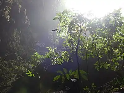 Vegetação na saída da caverna