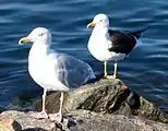 Gaivota-prateada ( Larus argentatus ) (frente) e gaivota-preta ( Larus fuscus ) (atrás) na Noruega: dois fenótipos com diferenças claras