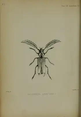 Paradistichocera kirbyi